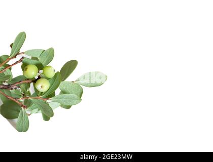 Un primo piano di bacche verdi immature di mirtillo di alta boscaglia corimboso di Vaccinium isolato su bianco Foto Stock