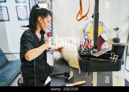 Avere tutti gli attrezzi necessari nel salone professionale di grooming Foto Stock