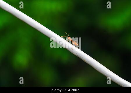Sparato vicino alla formica rossa, salire la corda. Formiche sulla corda sfocano sfondo. Formica rossa che raccoglie acqua su una corda. Foto Stock