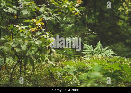 Bel fondo foresta con alberi verdi, piante e felci, primo piano, natura Foto Stock