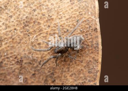 Ragno a nastro, Segestria inda, Satara, Maharashtra, India Foto Stock