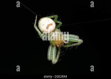 Tessorone a forma di rene, Araneus mitificus, Satara, Maharashtra, India. Ragno Pringles Foto Stock