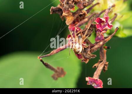 Tessitore di Orb che riposa sul fiore, Guizygiella indica (Tikader & Bal, 1980), Satara, Maharashtra, India Foto Stock