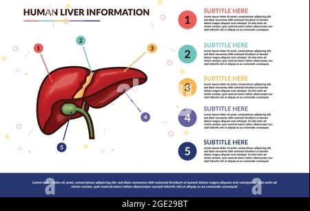 concetto di modello vettoriale infografico del fegato umano con testo di vari colori Illustrazione Vettoriale