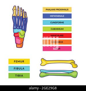 modello vettoriale infografico dell'osso del piede e dell'osso della gamba con testi colorati Illustrazione Vettoriale