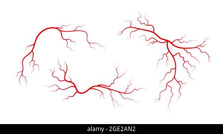 Insieme di vene e arterie umane. Vasi sanguigni e capillari a ramificazione rossa. Illustrazione vettoriale isolata su sfondo bianco Illustrazione Vettoriale