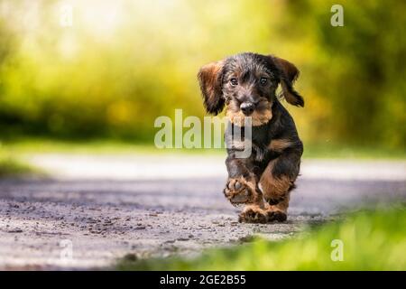 Dachshund con capelli laccati. Cucciolo (3 mesi) che corre verso la macchina fotografica su un percorso. Germania Foto Stock