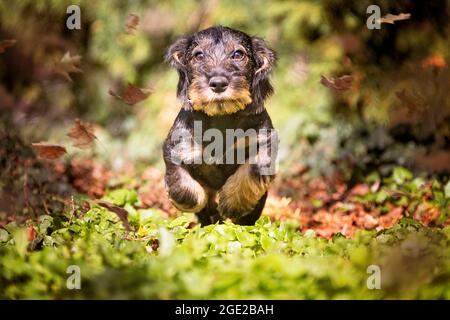 Dachshund con capelli laccati. Cucciolo (3 mesi) che corre verso la fotocamera. Germania Foto Stock