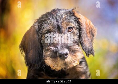 Dachshund con capelli laccati. Ritratto di un cucciolo (3 mesi) Foto Stock