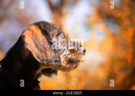 Dachshund con capelli laccati. Ritratto di un cucciolo (3 mesi) Foto Stock