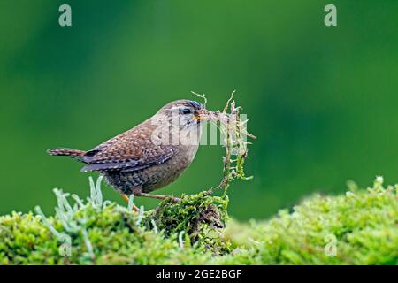 Eurasian Wren (Troglodytes troglodytes) che trasportano il materiale di nidificazione nel suo becco, Germania Foto Stock