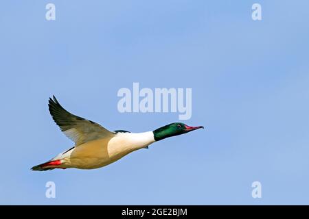 Comune Mergus merganser, Goosander (Mergus merganser), maschio in volo Foto Stock