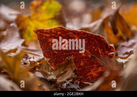 Struttura foglia di faggio rosso. Primo piano di foglie secche retroilluminate nel soleggiato parco autunnale Foto Stock