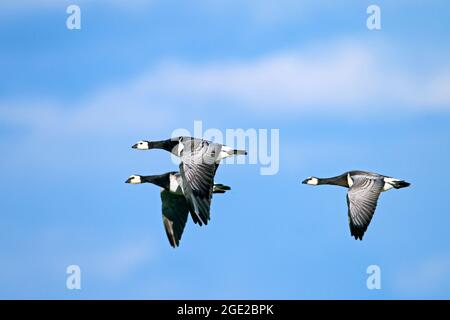 Barnacle Goose (Branta leucopsis). Tre adulti in volo. Frisia settentrionale, Germania Foto Stock