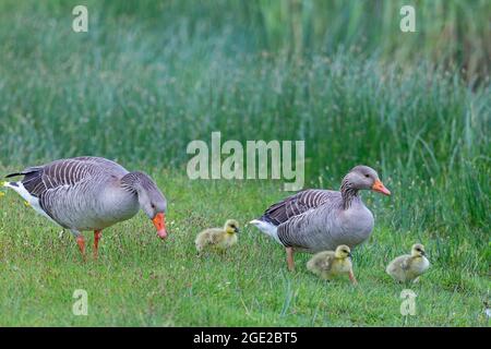 Grigilag Goose, Greylag Goose, Gray Lag Goose (Anser anser). I genitori con i diboli foraging. Germania Foto Stock