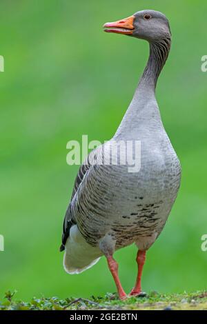 Grigilag Goose, Greylag Goose, Gray Lag Goose (Anser anser). Adulto in erba. Germania Foto Stock