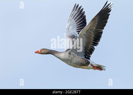 Greylag Goose, Greylag Goose (Anser anser). Adulto in volo, Austria Foto Stock