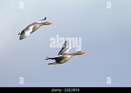 Greylag Goose, Greylag Goose (Anser anser). Due adulti in volo, Germania Foto Stock