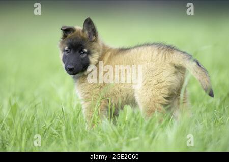 Cane Pastore Belga, cane Tervuren. Cucciolo in piedi su un prato. Germania Foto Stock