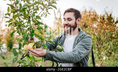 Giovane agricoltore attraente lavoratore maschio raccolto raccogliere mele nel giardino frutteto in villaggio durante la raccolta autunno. L'uomo felice lavora in giardino, raccogliendo piega Foto Stock