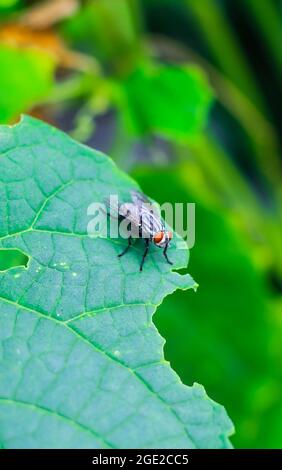 Il volo con una bolla d'acqua su una foglia verde, macro fotografia. Volo singolo su una foglia verde che soffia una bolla. Foto Stock