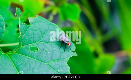 Il volo con una bolla d'acqua su una foglia verde, macro fotografia. Volo singolo su una foglia verde che soffia una bolla. Foto Stock