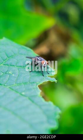 Il volo con una bolla d'acqua su una foglia verde, macro fotografia. Volo singolo su una foglia verde che soffia una bolla. Foto Stock