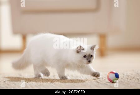 Ragdoll. Gatto giovanile che gioca con una palla. Germania Foto Stock