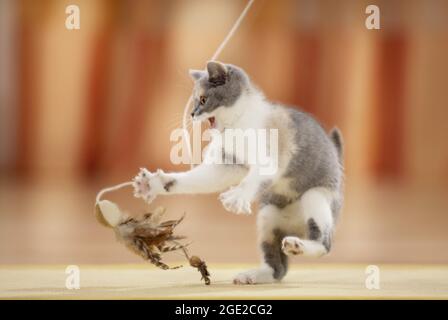 British Shorthair. Gattino gioca con un giocattolo in piuma. Germania Foto Stock