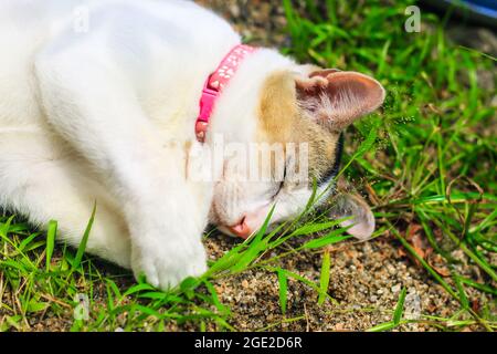 divertente fotografia di animali, gatto bianco dormire comodamente. Primo piano di sonno beauty gatto bianco. Simpatico cucciolo addormentato. Foto Stock