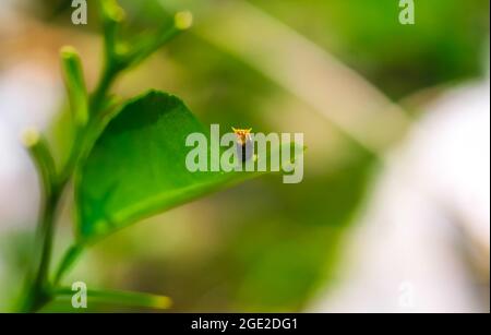 Fotografia rara, Common Mormon caterpillar si presenta come un serpente. Foto macro di un caterpillar con corpo a strisce nere e gialle. Foto Stock