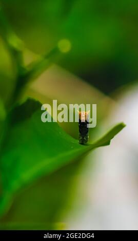 Fotografia rara, Common Mormon caterpillar si presenta come un serpente. Foto macro di un caterpillar con corpo a strisce nere e gialle. Foto Stock