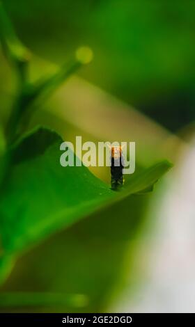 Fotografia rara, Common Mormon caterpillar si presenta come un serpente. Foto macro di un caterpillar con corpo a strisce nere e gialle. Foto Stock