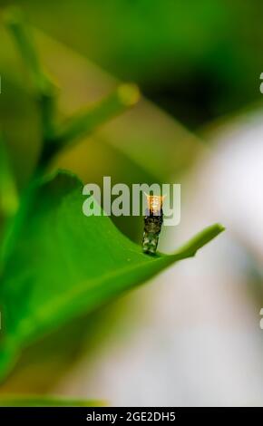 Fotografia rara, Common Mormon caterpillar si presenta come un serpente. Foto macro di un caterpillar con corpo a strisce nere e gialle. Foto Stock