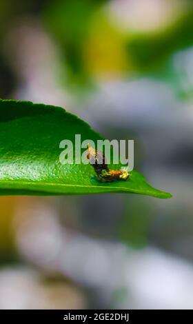 Fotografia rara, Common Mormon caterpillar si presenta come un serpente. Foto macro di un caterpillar con corpo a strisce nere e gialle. Foto Stock