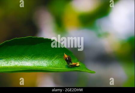 Fotografia rara, Common Mormon caterpillar si presenta come un serpente. Foto macro di un caterpillar con corpo a strisce nere e gialle. Foto Stock