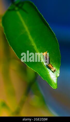 Fotografia rara, Common Mormon caterpillar si presenta come un serpente. Foto macro di un caterpillar con corpo a strisce nere e gialle. Foto Stock