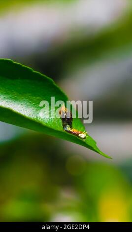 Fotografia rara, Common Mormon caterpillar si presenta come un serpente. Foto macro di un caterpillar con corpo a strisce nere e gialle. Foto Stock