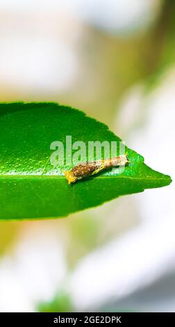 Fotografia rara, Common Mormon caterpillar si presenta come un serpente. Foto macro di un caterpillar con corpo a strisce nere e gialle. Foto Stock