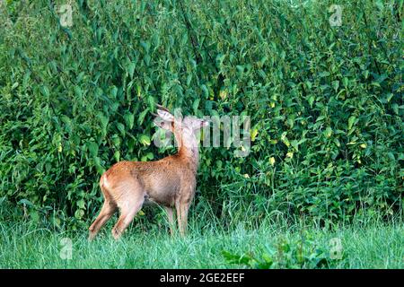 Capriolo (Capreolus capreolus). Vecchio profumo buck che contrassegna territorio con profumo. Germania Foto Stock