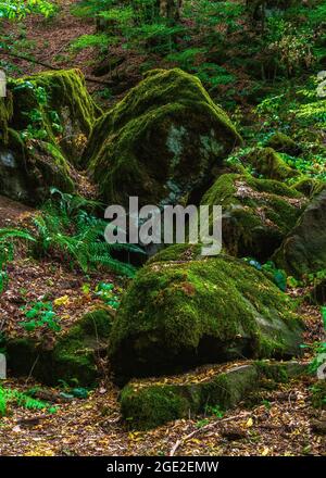 I massi sono cresciuti con muschio nella foresta Foto Stock