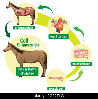 Diagramma che mostra l'organizzazione delle celle in un'illustrazione a cavallo Illustrazione Vettoriale