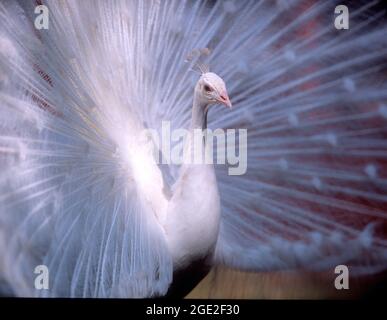 Peafowl comune (Pavo cristatus), pavone bianco che mostra piume di coda. Foto Stock