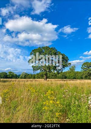 OAK Quercus robur su Battlemead Common, Maidenhead, Berkshire. Foto Stock