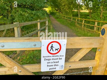 DOG WALKER SEGNO a Battlemead Common, Maidenhead, Berkshire. Foto: Tony Gale Foto Stock