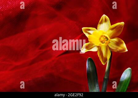 Fiore primaverile di narciso giallo -daffodil - su sfondo rosso , Foto Stock