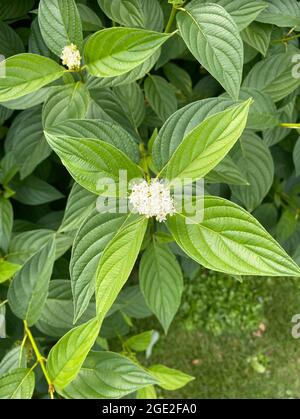 RED-OSIER DOGWOOD Cornus sericea Photo: Tony Gale Foto Stock