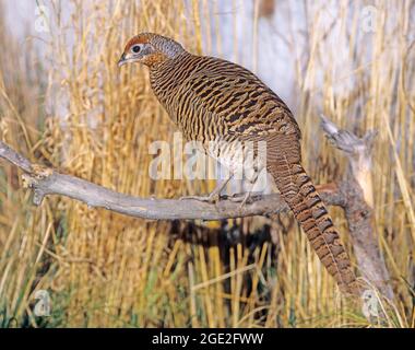 Lady Amerherst Pheasant (Chrysolophus amherstiae). Gallina appollaiata su un ramo. Germania Foto Stock