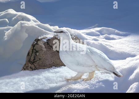 Ptarmigan (Lagopus mutus, Lagopus muta). Donna in inverno piumage camminare sulla neve. Austria Foto Stock