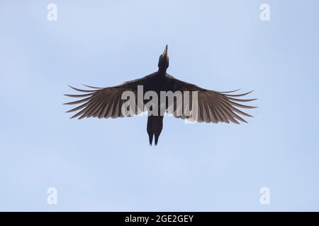 Picchio nero (Dryocopus martius) in volo. Germania Foto Stock